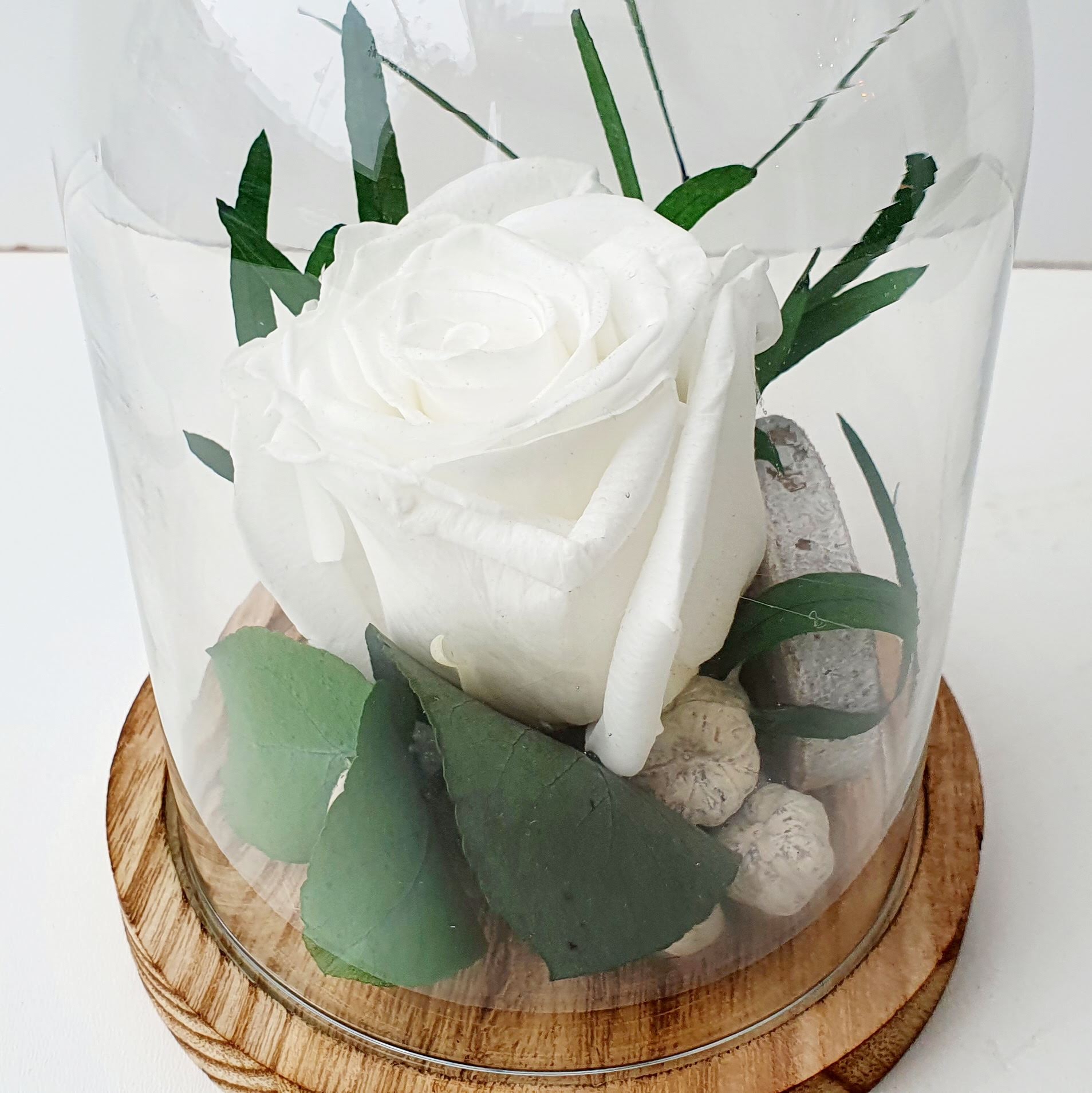 Cloche simple petite Rose Éternelle blanche - Fleurs de Saison